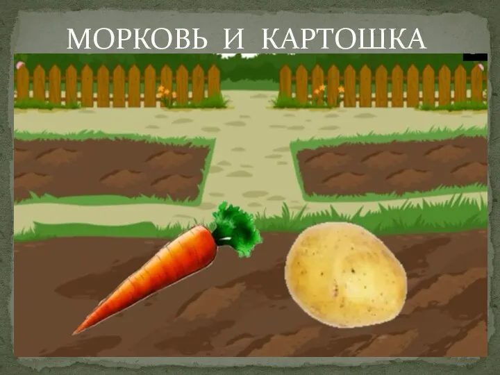 МОРКОВЬ И КАРТОШКА