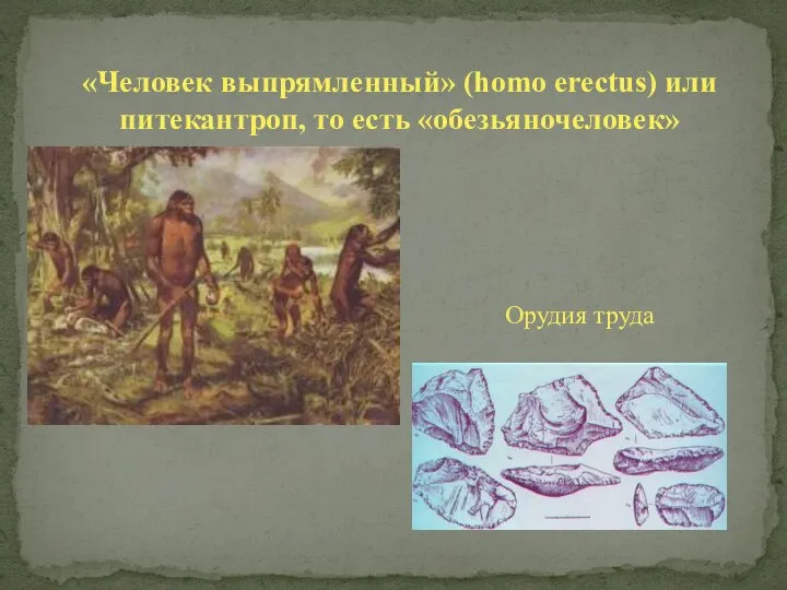 «Человек выпрямленный» (homo erectus) или питекантроп, то есть «обезьяночеловек» Орудия труда