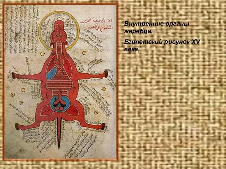 Внутренние органы жеребца. Египетский рисунок XV века.