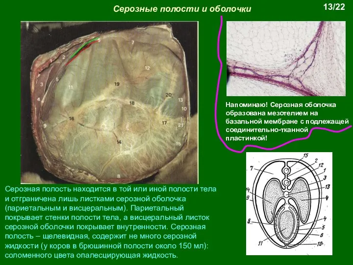 Серозные полости и оболочки Напоминаю! Серозная оболочка образована мезотелием на базальной мембране