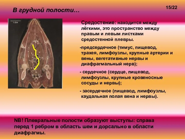 В грудной полости… Средостение: находится между лёгкими, это пространство между правым и