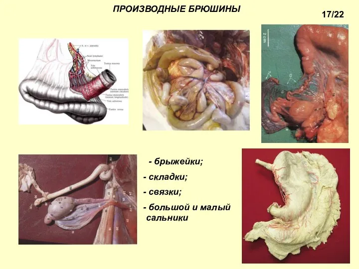 ПРОИЗВОДНЫЕ БРЮШИНЫ - брыжейки; складки; связки; большой и малый сальники 17/22