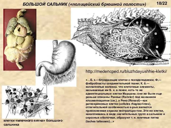 БОЛЬШОЙ САЛЬНИК («полицейский брюшной полости») клетки «млечного пятна» большого сальника http://medencped.ru/bluzhdayushhie-kletki/ «…Б.