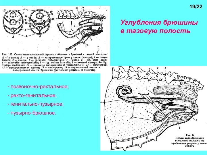 Углубления брюшины в тазовую полость позвоночно-ректальное; ректо-генитальное; генитально-пузырное; пузырно-брюшное. 19/22