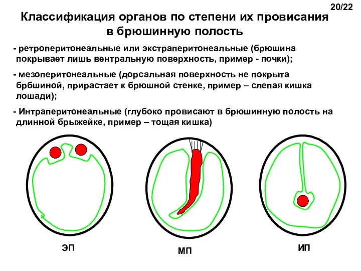 Классификация органов по степени их провисания в брюшинную полость ретроперитонеальные или экстраперитонеальные