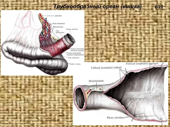 Трубкообразный орган (кишка) 6/22