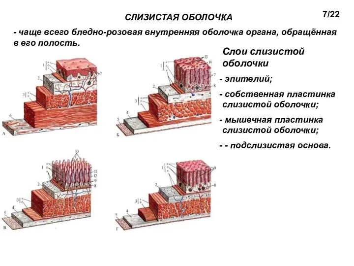 СЛИЗИСТАЯ ОБОЛОЧКА - чаще всего бледно-розовая внутренняя оболочка органа, обращённая в его