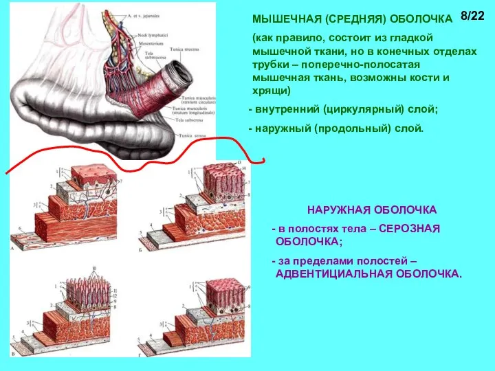 МЫШЕЧНАЯ (СРЕДНЯЯ) ОБОЛОЧКА (как правило, состоит из гладкой мышечной ткани, но в