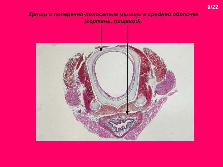 Хрящи и поперечно-полосатые мышцы в средней оболочке (гортань, пищевод). 9/22