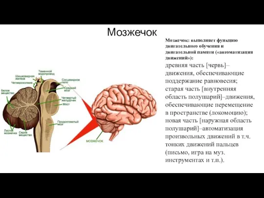 Мозжечок Мозжечок: выполняет функцию двигательного обучения и двигательной памяти («автоматизация движений»): древняя