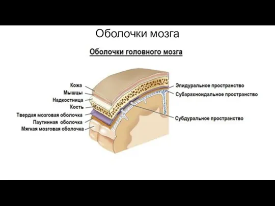 Оболочки мозга