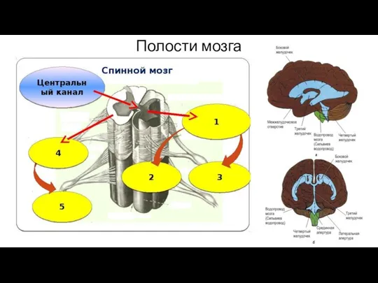 Полости мозга