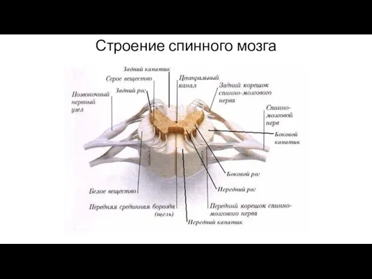 Строение спинного мозга