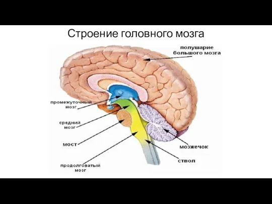 Строение головного мозга