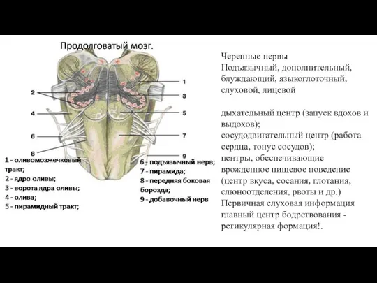 Черепные нервы Подъязычный, дополнительный, блуждающий, языкоглоточный, слуховой, лицевой дыхательный центр (запуск вдохов