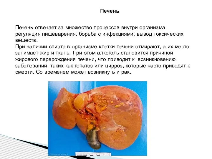 Печень Печень отвечает за множество процессов внутри организма: регуляция пищеварения: борьба с