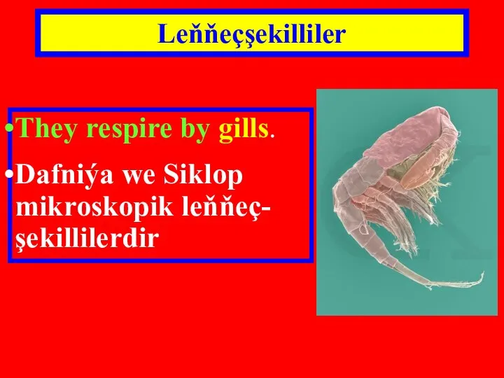 Leňňeçşekilliler They respire by gills. Dafniýa we Siklop mikroskopik leňňeç-şekillilerdir