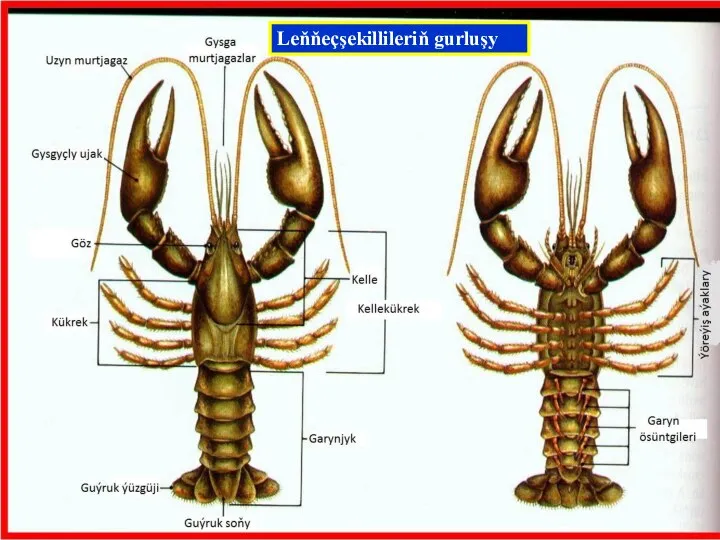 Leňňeçşekillileriň gurluşy