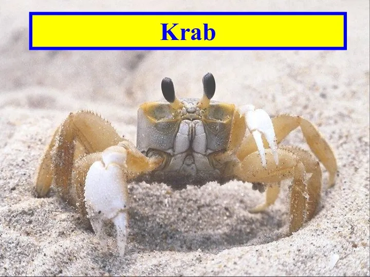 Krab