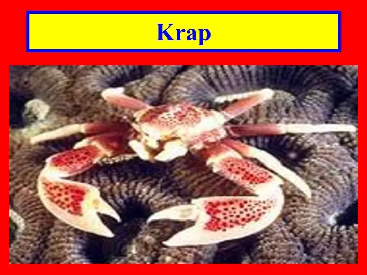 Krap