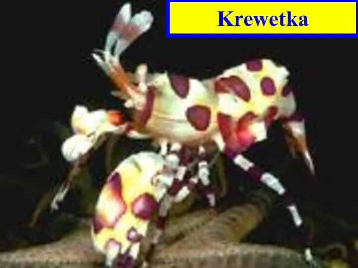 Krewetka