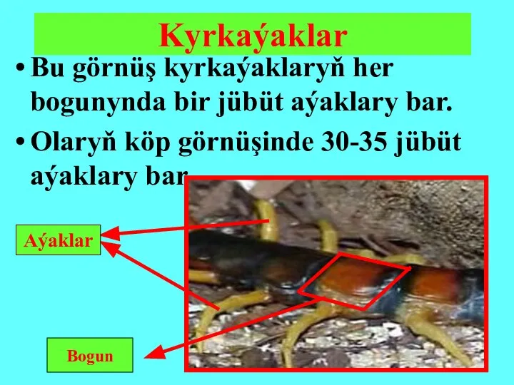 Bu görnüş kyrkaýaklaryň her bogunynda bir jübüt aýaklary bar. Olaryň köp görnüşinde