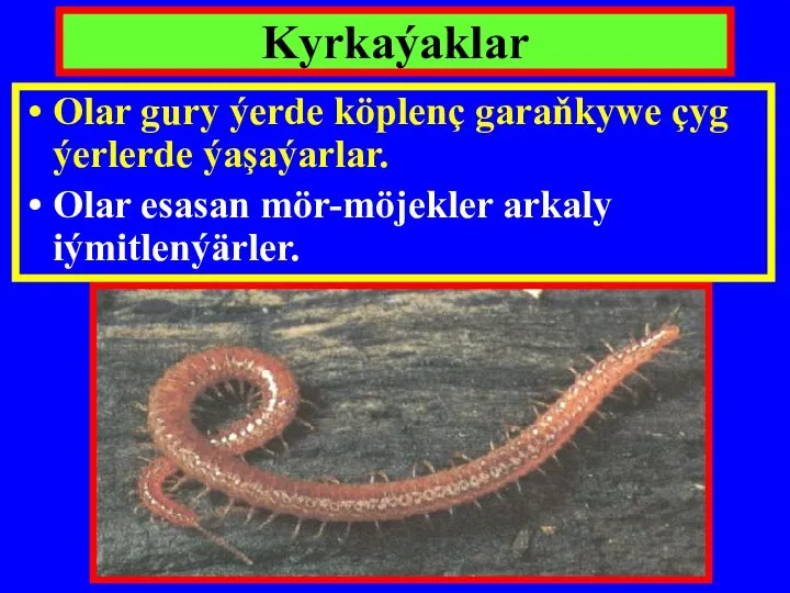 Kyrkaýaklar Olar gury ýerde köplenç garaňkywe çyg ýerlerde ýaşaýarlar. Olar esasan mör-möjekler arkaly iýmitlenýärler.