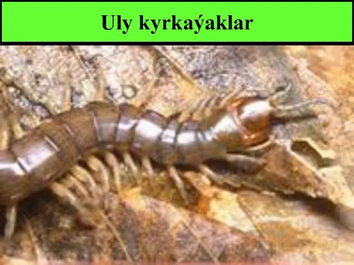 Uly kyrkaýaklar