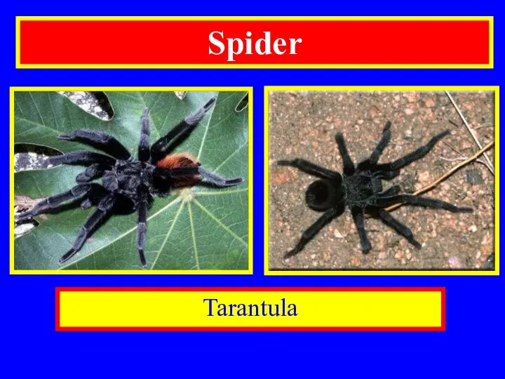 Tarantula Spider