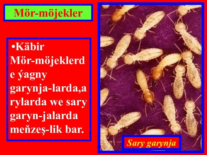 Mör-möjekler Käbir Mör-möjeklerde ýagny garynja-larda,arylarda we sary garyn-jalarda meňzeş-lik bar. Sary garynja