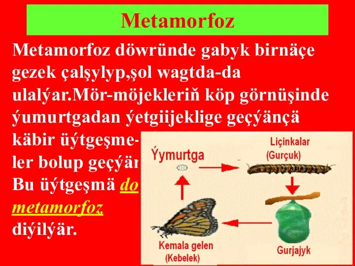 Metamorfoz Metamorfoz döwründe gabyk birnäçe gezek çalşylyp,şol wagtda-da ulalýar.Mör-möjekleriň köp görnüşinde ýumurtgadan