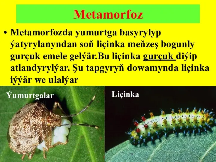 Metamorfozda yumurtga basyrylyp ýatyrylanyndan soň liçinka meňzeş bogunly gurçuk emele gelýär.Bu liçinka