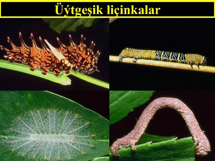 Üýtgeşik liçinkalar