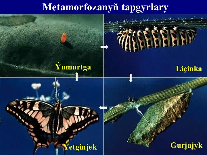 Ýumurtga Liçinka Gurjajyk Ýetginjek Metamorfozanyň tapgyrlary