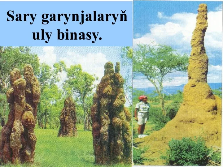 Sary garynjalaryň uly binasy.