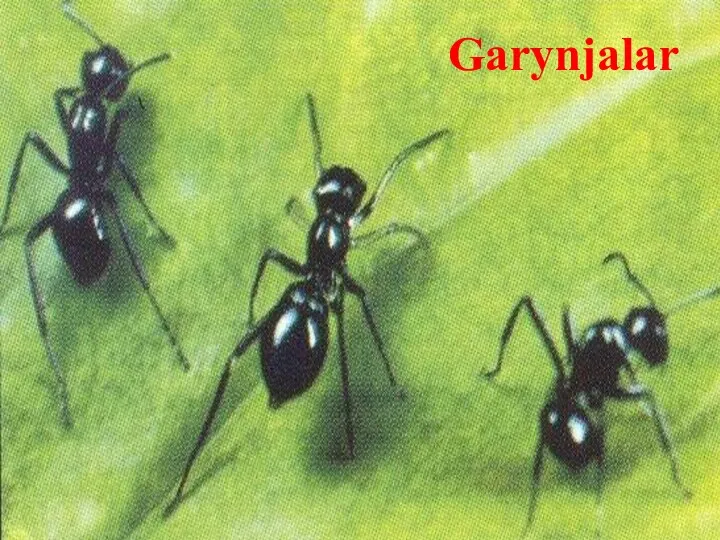 Garynjalar