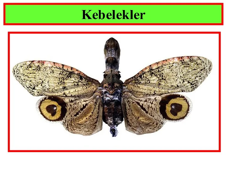 Kebelekler