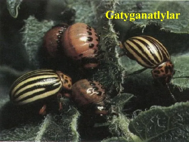 Gatyganatlylar