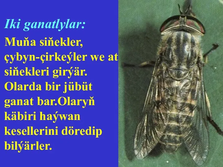 Iki ganatlylar: Muňa siňekler, çybyn-çirkeýler we at siňekleri girýär. Olarda bir jübüt