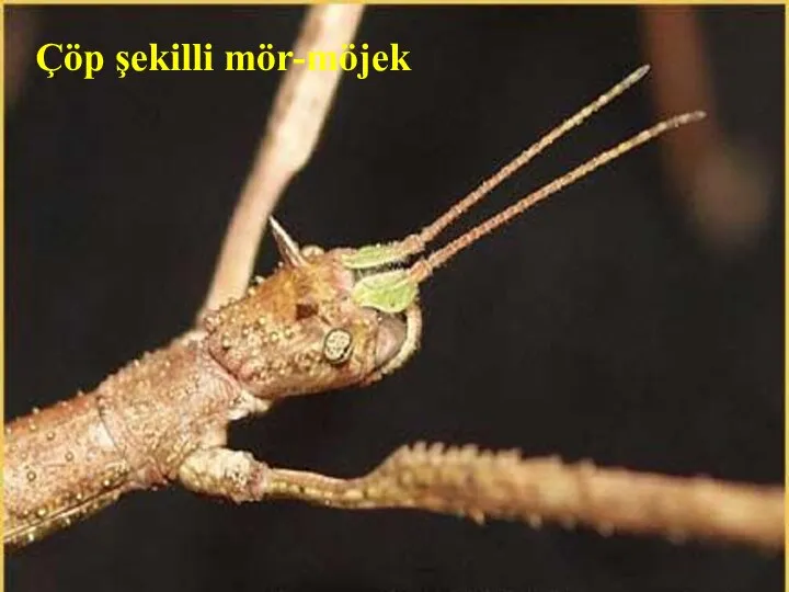 Çöp şekilli mör-möjek