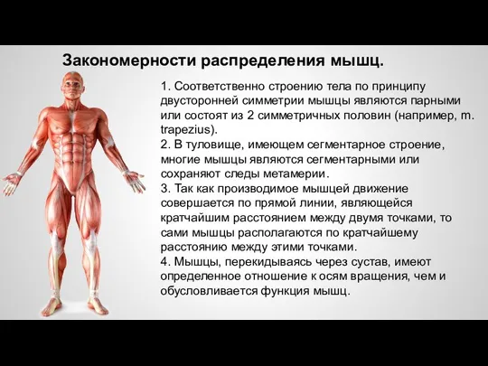 Закономерности распределения мышц. 1. Соответственно строению тела по принципу двусторонней симметрии мышцы