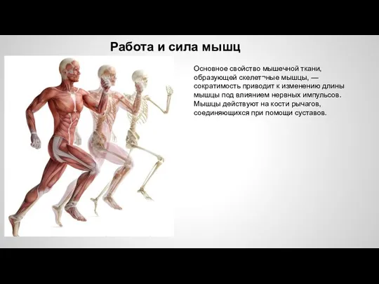 Работа и сила мышц Основное свойство мышечной ткани, образующей скелет¬ные мышцы, —