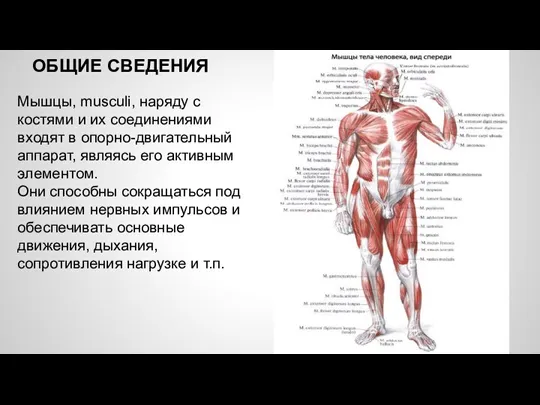 ОБЩИЕ СВЕДЕНИЯ Мышцы, musculi, наряду с костями и их соединениями входят в