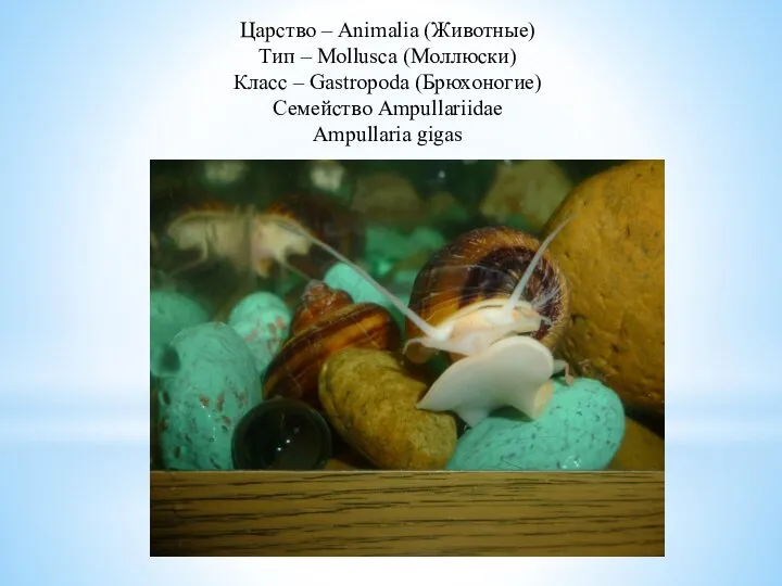 Царство – Animalia (Животные) Тип – Mollusca (Моллюски) Класс – Gastropoda (Брюхоногие) Семейство Ampullariidae Ampullaria gigas