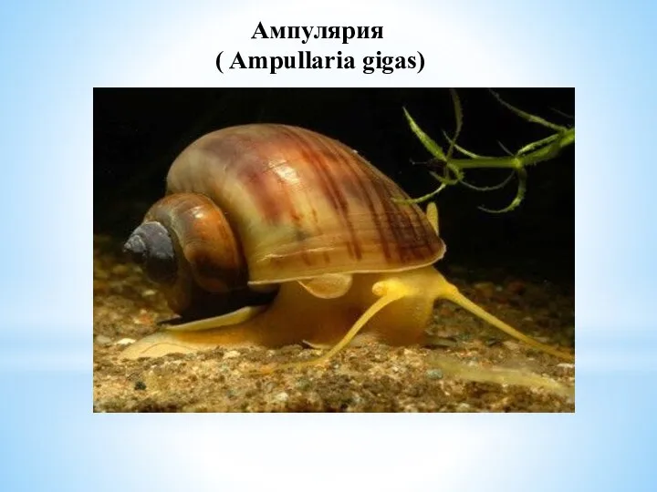 Ампулярия ( Ampullaria gigas)