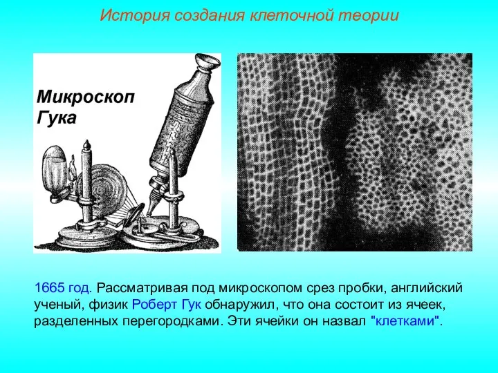 1665 год. Рассматривая под микроскопом срез пробки, английский ученый, физик Роберт Гук