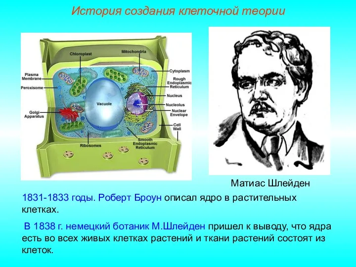 Матиас Шлейден 1831-1833 годы. Роберт Броун описал ядро в растительных клетках. В