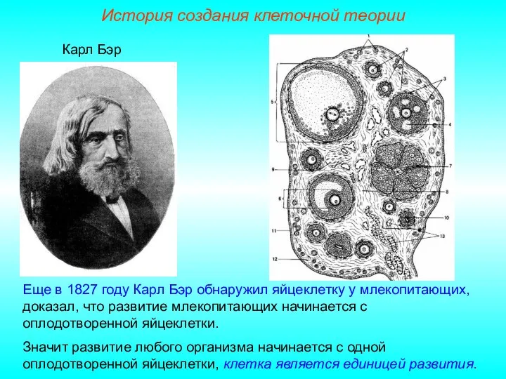 Карл Бэр Еще в 1827 году Карл Бэр обнаружил яйцеклетку у млекопитающих,