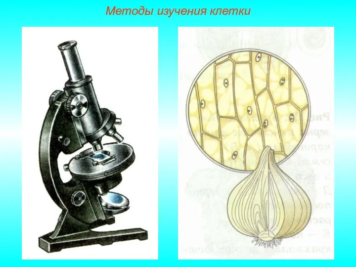 Методы изучения клетки