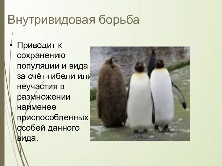 Внутривидовая борьба Приводит к сохранению популяции и вида за счёт гибели или